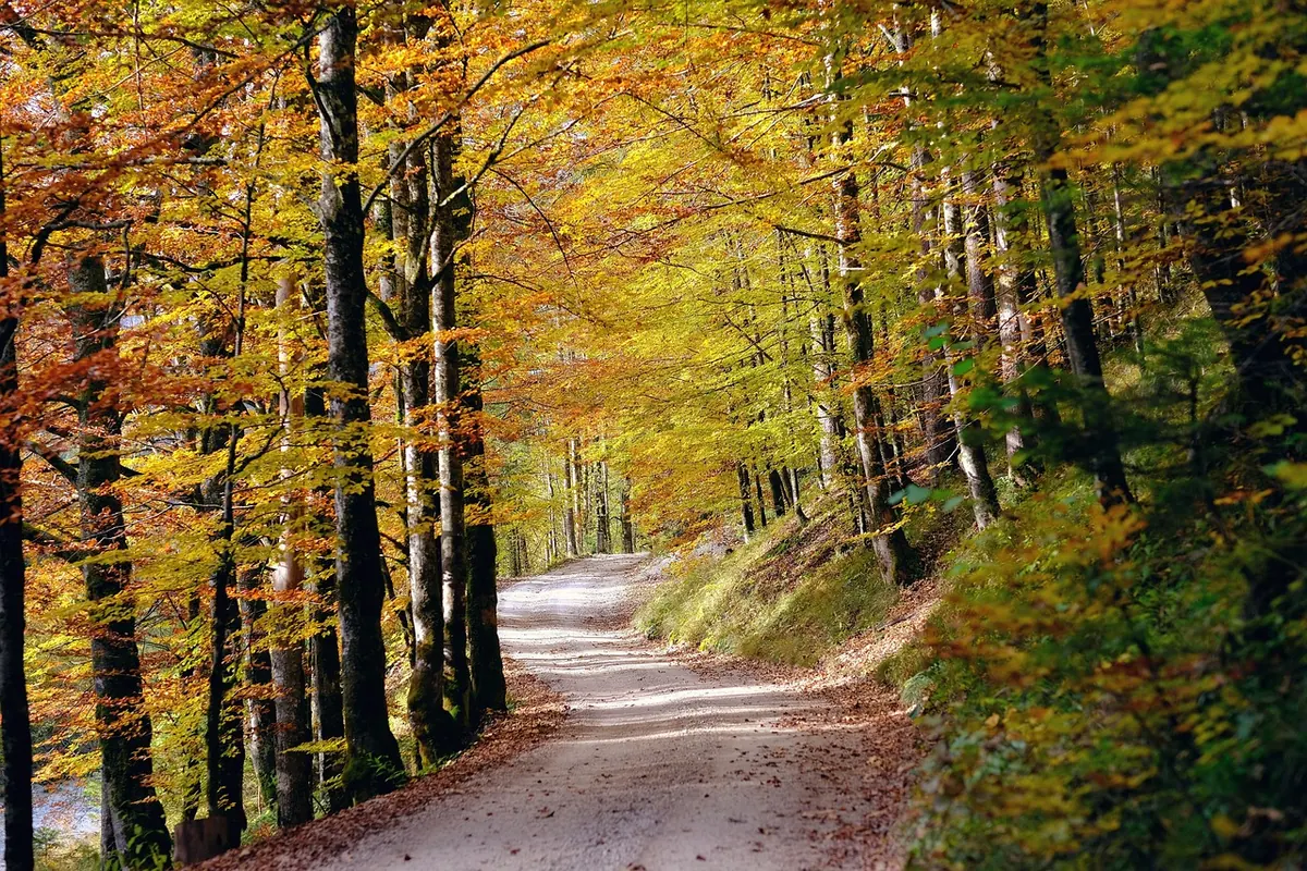 Mapping Your Local Area in Autumn: A Seasonal Fieldwork Project